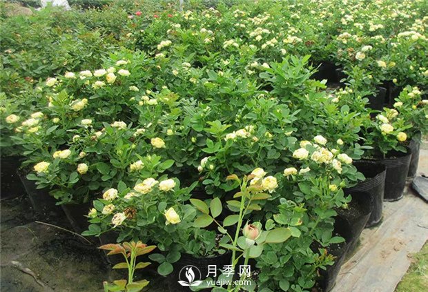 月季啥時(shí)候種植比較合適呢？(圖1)