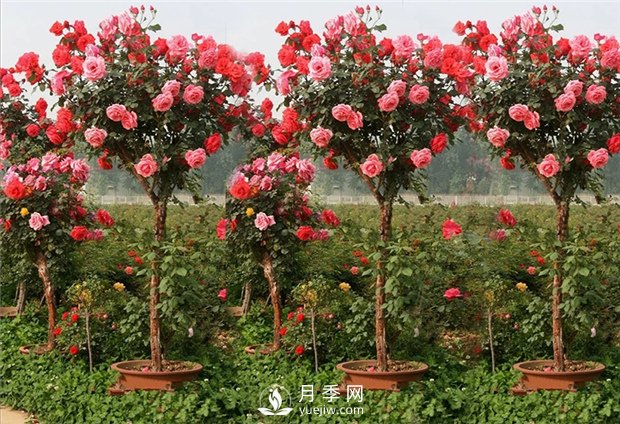 月季啥時(shí)候種植比較合適呢？(圖2)