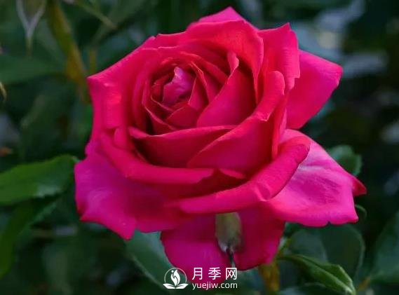 雷吉斯馬寇月季，HT的高雅花型，花瓣超級多(圖1)