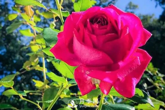 雷吉斯馬寇月季，HT的高雅花型，花瓣超級多(圖2)