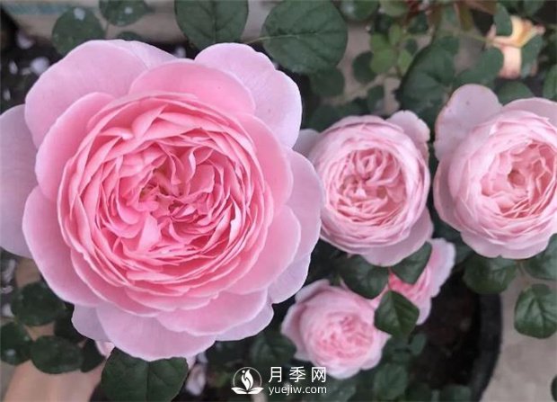瑞典女王月季，花如其名，高貴優(yōu)雅(圖2)