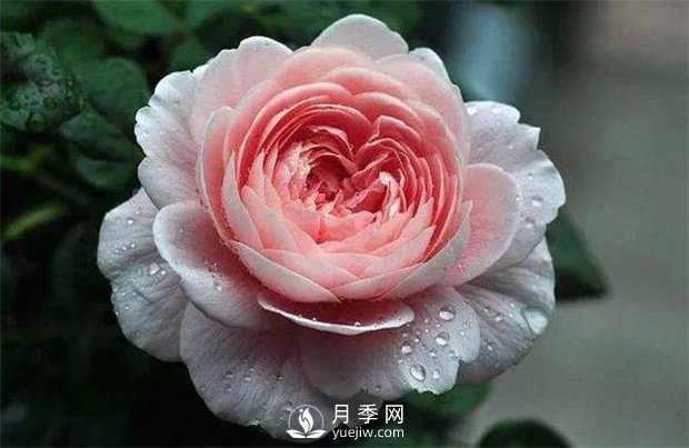 瑞典女王月季，花如其名，高貴優(yōu)雅(圖1)