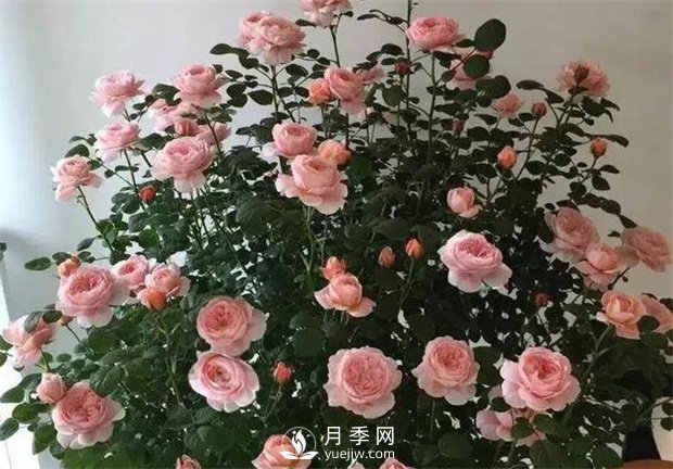 瑞典女王月季，花如其名，高貴優(yōu)雅(圖3)