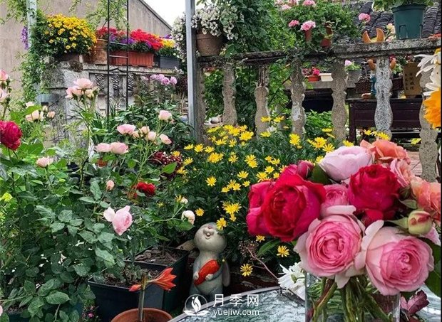 一片月季花的露臺世界，生活快樂(lè )幸福著(zhù)(圖1)