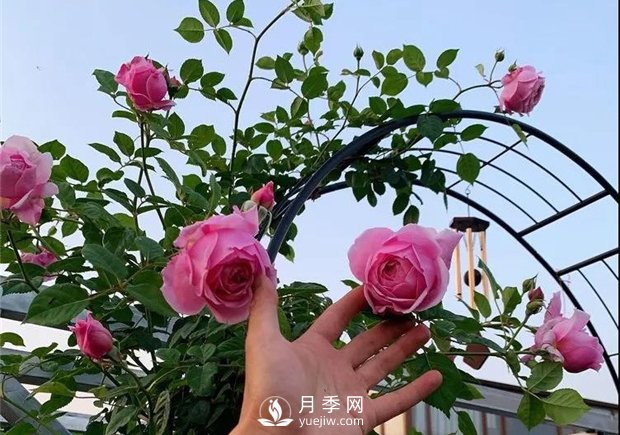 一片月季花的露臺世界，生活快樂(lè )幸福著(zhù)(圖3)