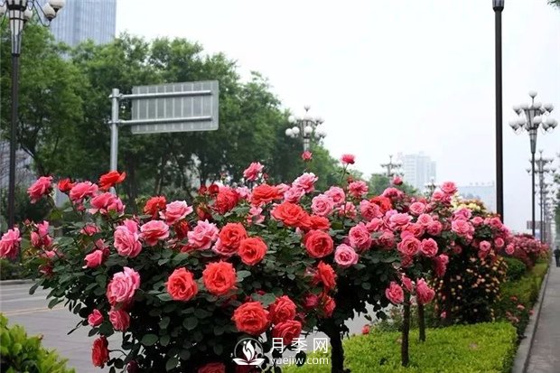 高桿月季廠(chǎng)家講解月季的澆水方法(圖1)