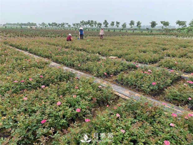 盆花月季的種植過(guò)程大家了解多少？(圖1)