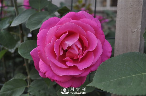 如何讓盆花月季不斷開(kāi)花？(圖1)