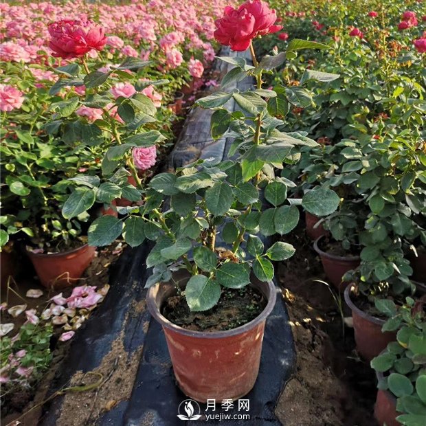 有關(guān)盆花月季的一些小常識不可不知?。。。?！(圖1)