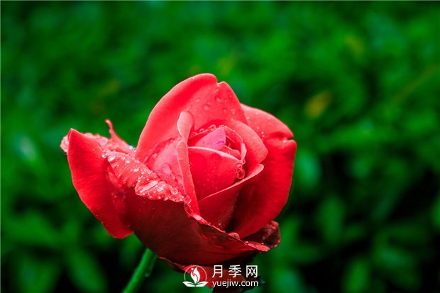 家庭盆栽月季該怎么養(圖1)