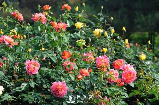 專(zhuān)家問(wèn)題解答月季常見(jiàn)問(wèn)題(圖1)