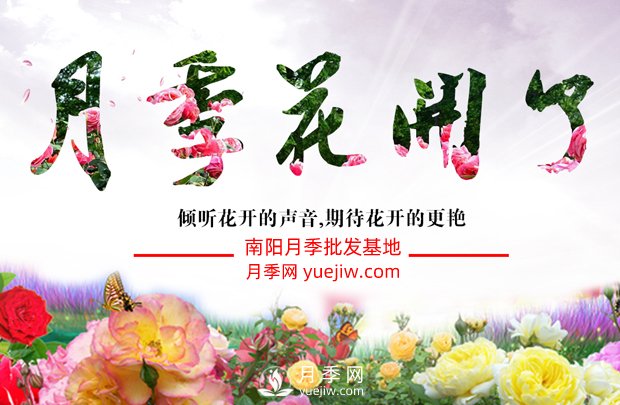 來(lái)了解下月季栽培的歷史(圖1)