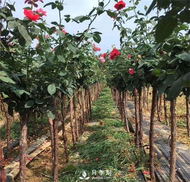 哪里批發(fā)月季樹(shù)便宜？歡迎您來(lái)南陽(yáng)月季樹(shù)繁育基地(圖1)