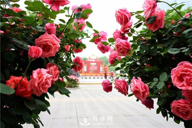 南陽(yáng)月季淺談野生薔薇來(lái)嫁接月季好嗎？(圖1)