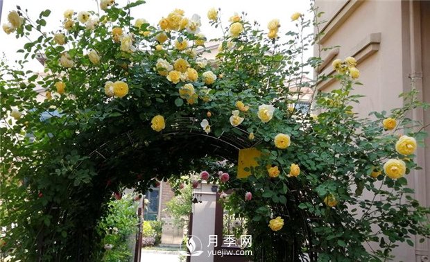 春天***適合養哪些室內植物？(圖2)