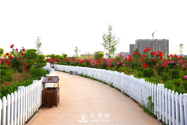 跟著(zhù)高桿月季廠(chǎng)家來(lái)看看月季的繁殖(圖1)