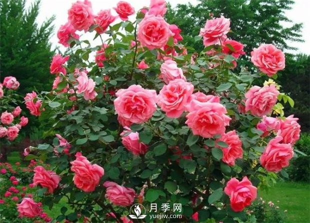 怎樣養好大花月季(圖1)