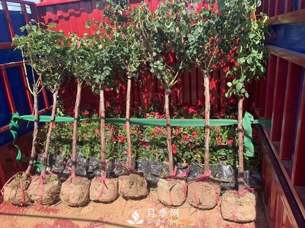 南陽(yáng)樹(shù)狀月季如何嫁接？(圖1)
