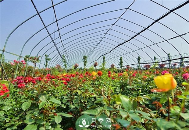 南陽(yáng)盆栽月季花栽培需要什么樣的精心維護(圖1)