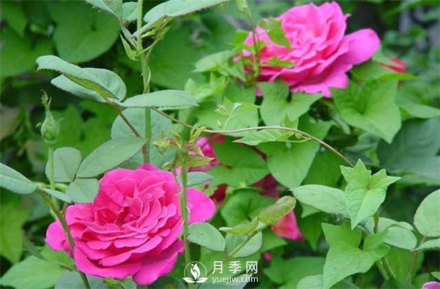 南陽(yáng)樹(shù)狀月季：月季花為什么越開(kāi)越??？(圖1)