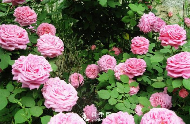月季高燒？？您了解么(圖1)