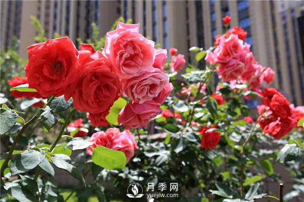 南陽(yáng)樹(shù)狀月季培育方法 月季葉面施肥有哪些需要注意的(圖1)