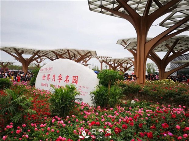 盆花月季怎么養好 南陽(yáng)月季樹(shù)如何嫁接比較好(圖1)