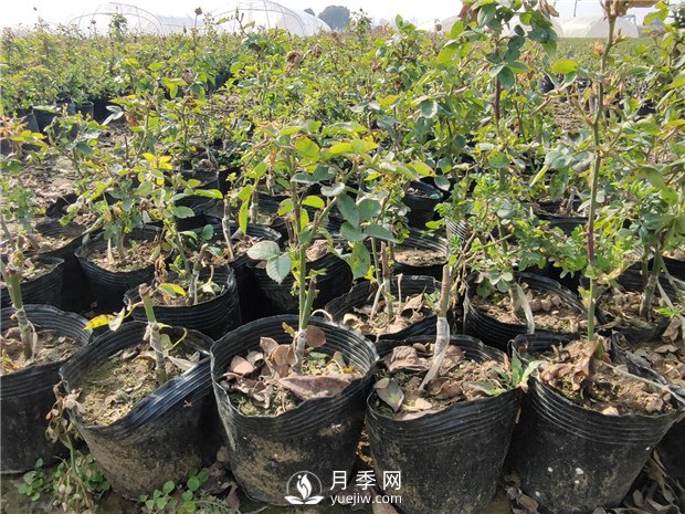 南陽(yáng)樹(shù)狀月季如何培育 怎么養好盆花月季(圖1)