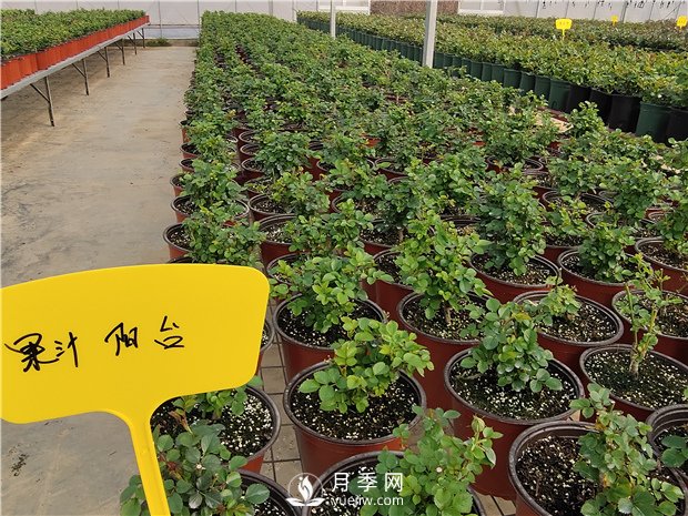 家里種植月季花有哪些好處呢？(圖1)
