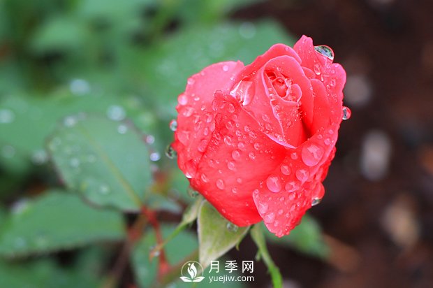 如何區分薔薇、月季、玫瑰？(圖1)