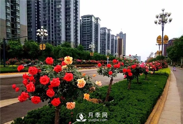 月季花有哪些作用 怎么養好盆花月季(圖1)