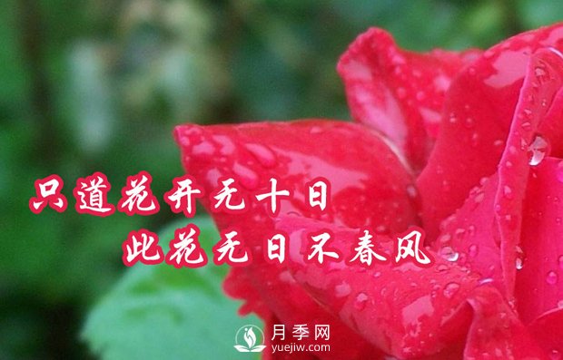 南陽(yáng)樹(shù)狀月季有什么特點(diǎn)，養好盆花月季怎么做(圖1)