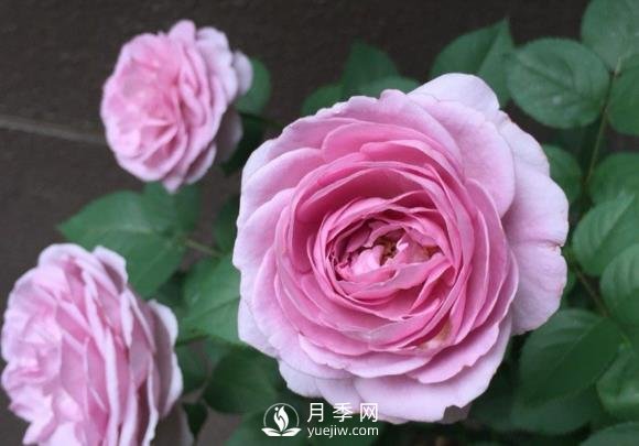 藍色風(fēng)暴月季，薰衣草紫色非常迷人(圖1)