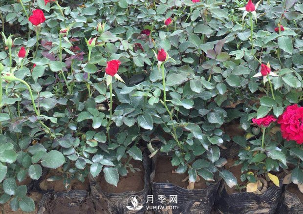 春天養月季，杜絕病蟲(chóng)害！做好這幾點(diǎn)對后期生長(cháng)有利(圖3)