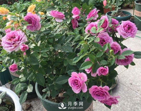 水星王陽(yáng)臺月季，必須要養的陽(yáng)臺盆栽月季花(圖2)