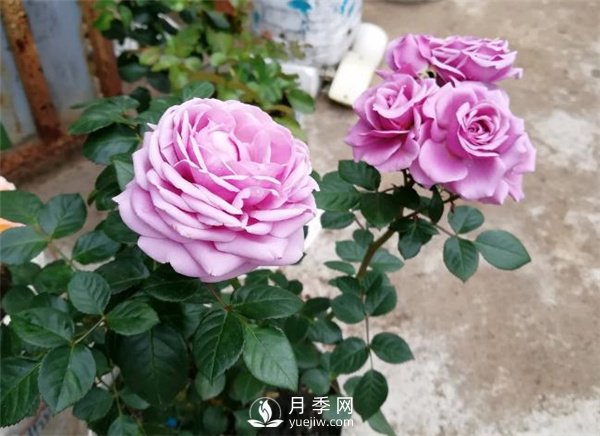 水星王陽(yáng)臺月季，必須要養的陽(yáng)臺盆栽月季花(圖1)