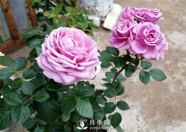 水星王陽(yáng)臺月季，必須要養的陽(yáng)臺盆栽月季花(圖3)