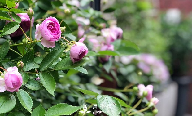 微型月季的生長(cháng)習性、熱銷(xiāo)品種和綠化價(jià)值(圖1)