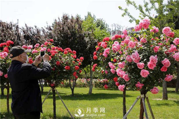 2021，苗木人可以這樣制定自己的營(yíng)銷(xiāo)策略(圖1)