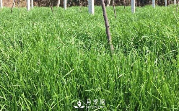 北方優(yōu)良牧草種類(lèi)有哪些？(圖1)
