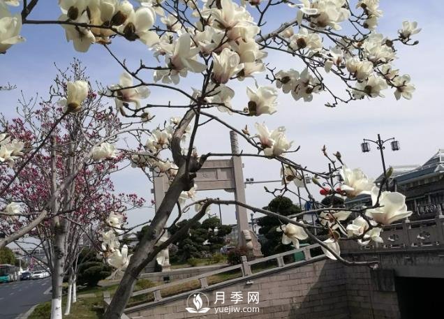 玉蘭之鄉南召科普一下玉蘭花和二喬玉蘭(圖1)