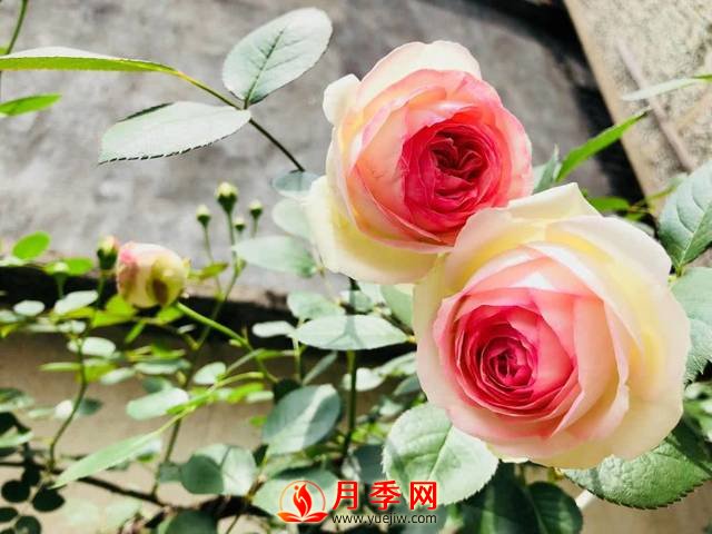 養護月季花這么做，來(lái)年繁茂又漂亮！(圖1)