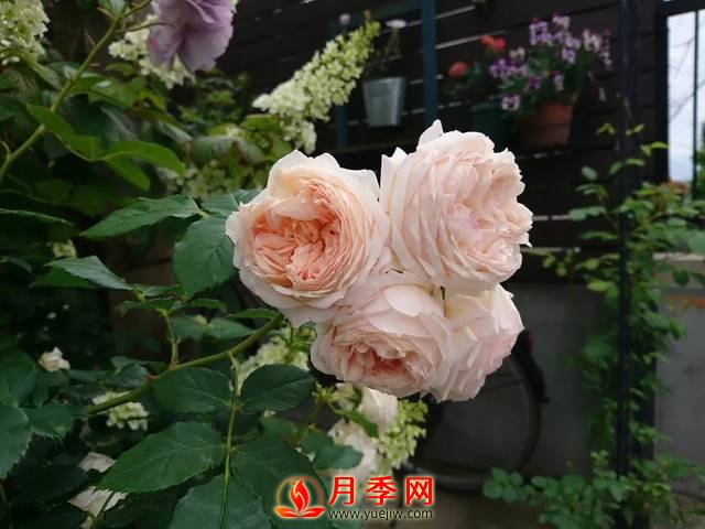 養護月季花這么做，來(lái)年繁茂又漂亮！(圖2)