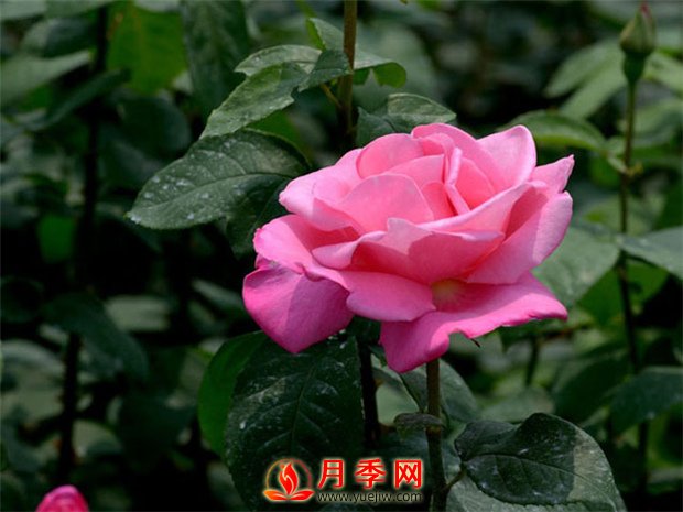 月季花如何修剪？你心里還沒(méi)有點(diǎn)數嗎？(圖1)