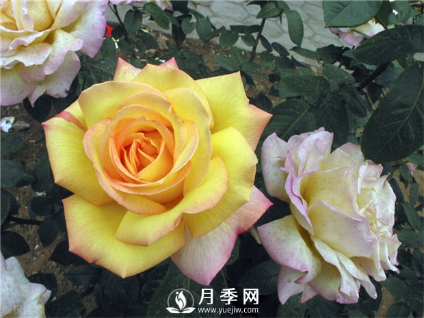 你養月季大家幫 常見(jiàn)的月季的病蟲(chóng)害(圖1)