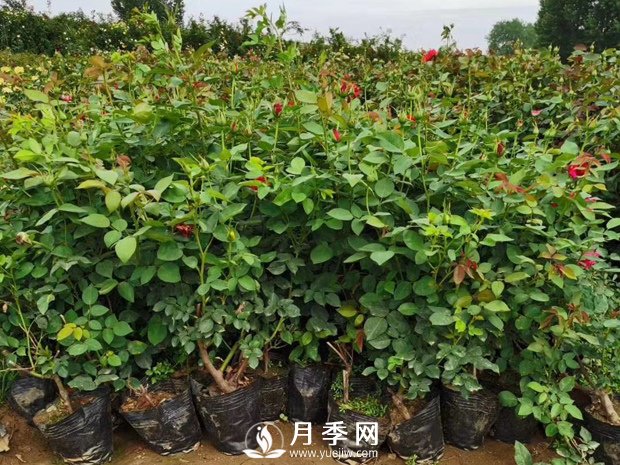盆花月季的夏季管理養護技巧(圖1)
