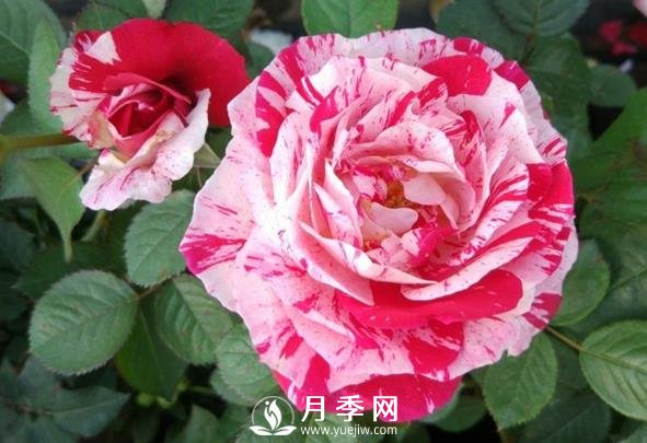節日禮花月季，灌木月季推薦(圖1)