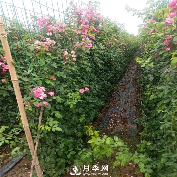 藤本月季的品種有那些？南陽(yáng)藤本月季價(jià)格？(圖2)