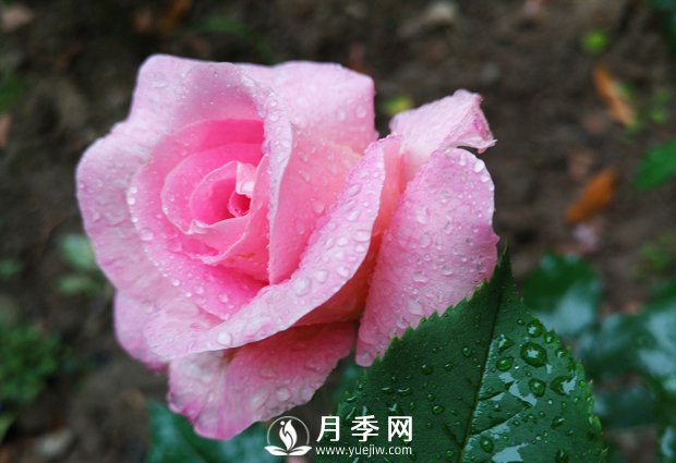 什么月季品種經(jīng)常栽種的花友是土豪！(圖1)