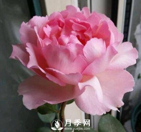 貴族香水，艷壓群芳香味濃的月季(圖1)